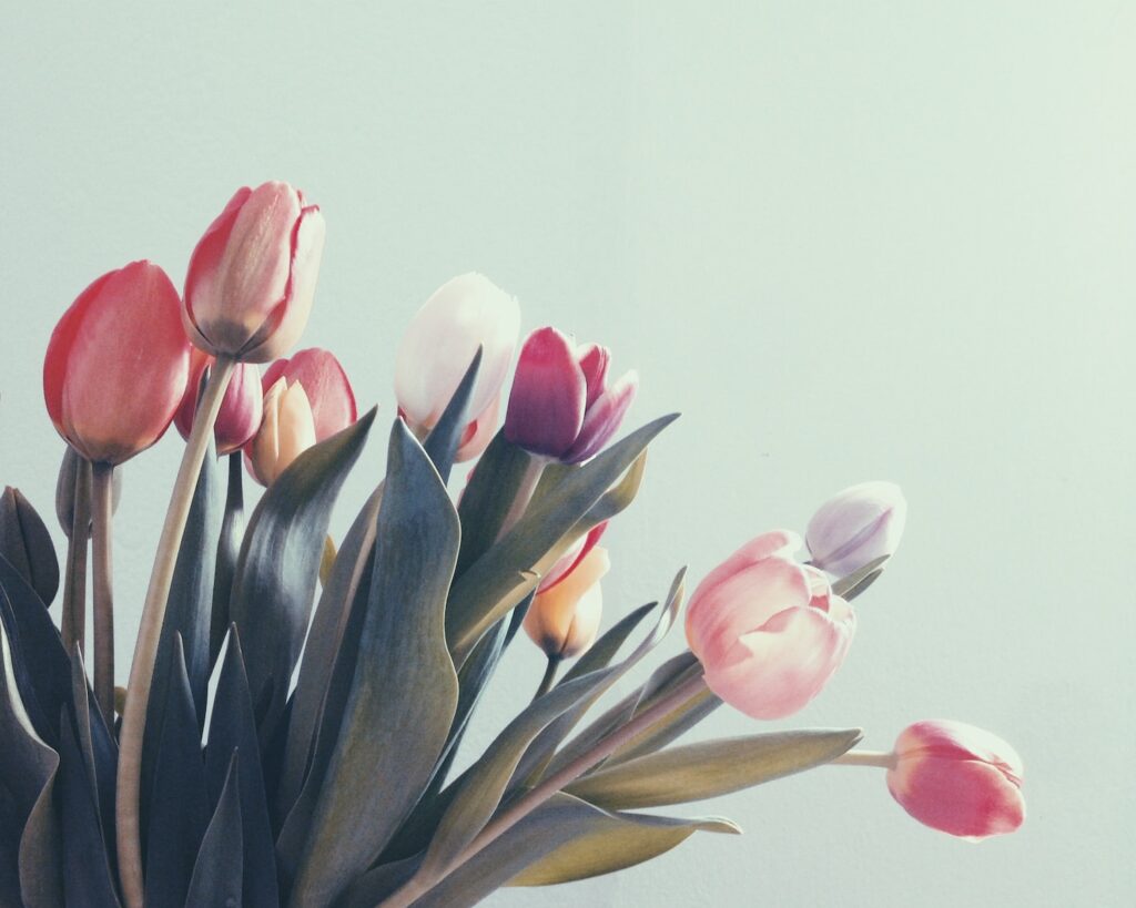 Les Tulipes - L'Amour Parfait