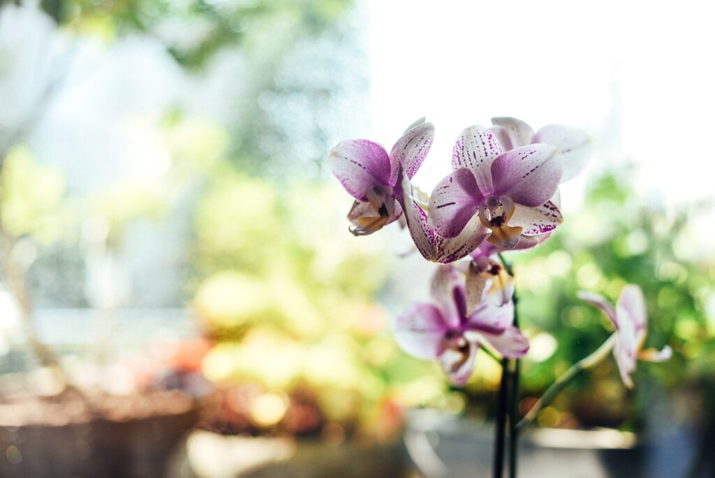 Les Orchidées - L'Amour Raffiné et Fort